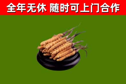 襄州区回收散虫草